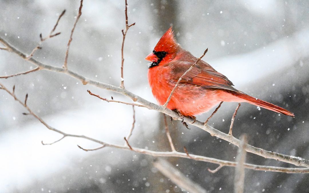 cardinal in the snow