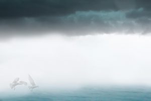 seagulls in the fog